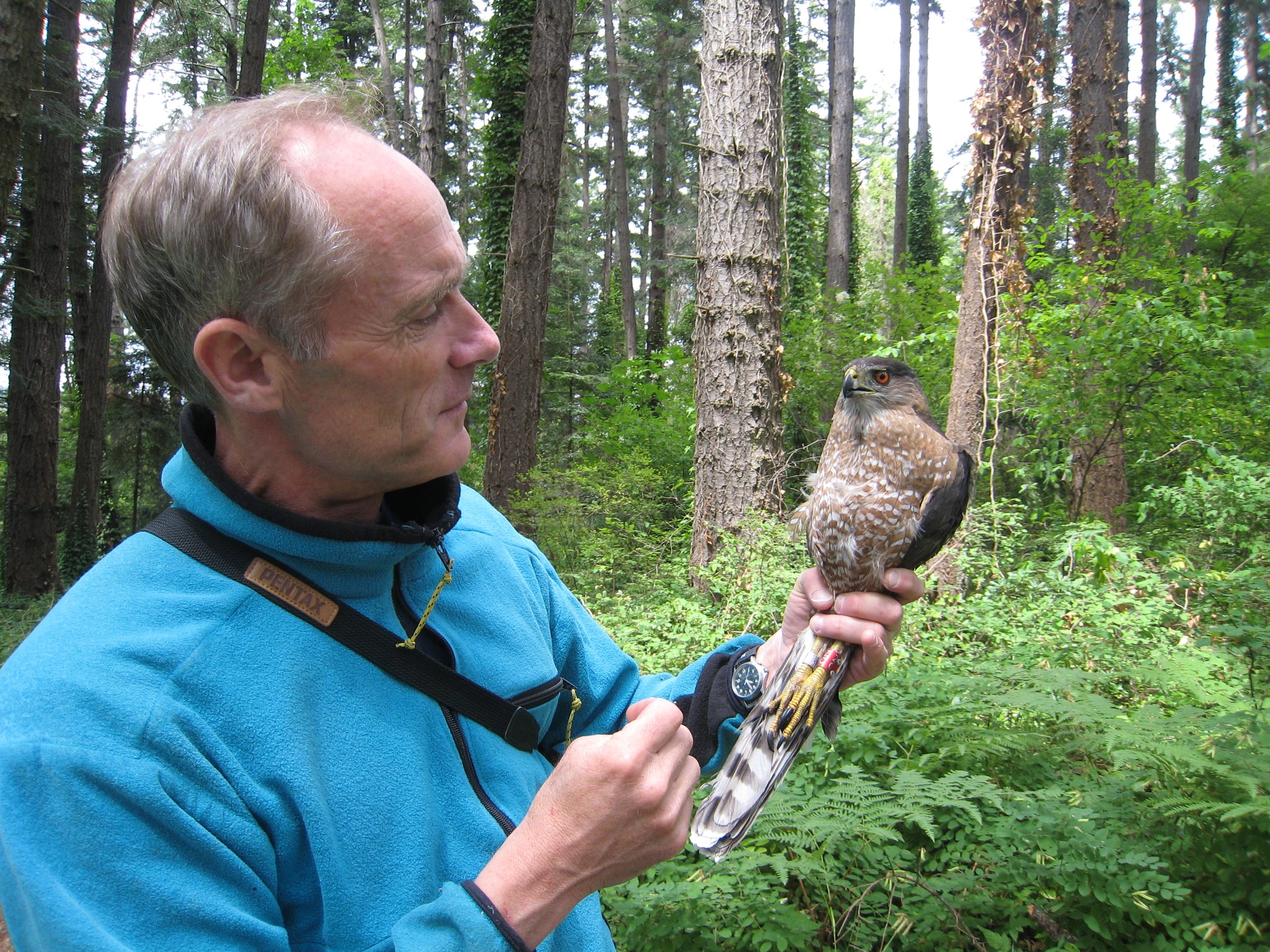 The Cooper's Hawk: breeding ecology & natural history of a winged huntsman