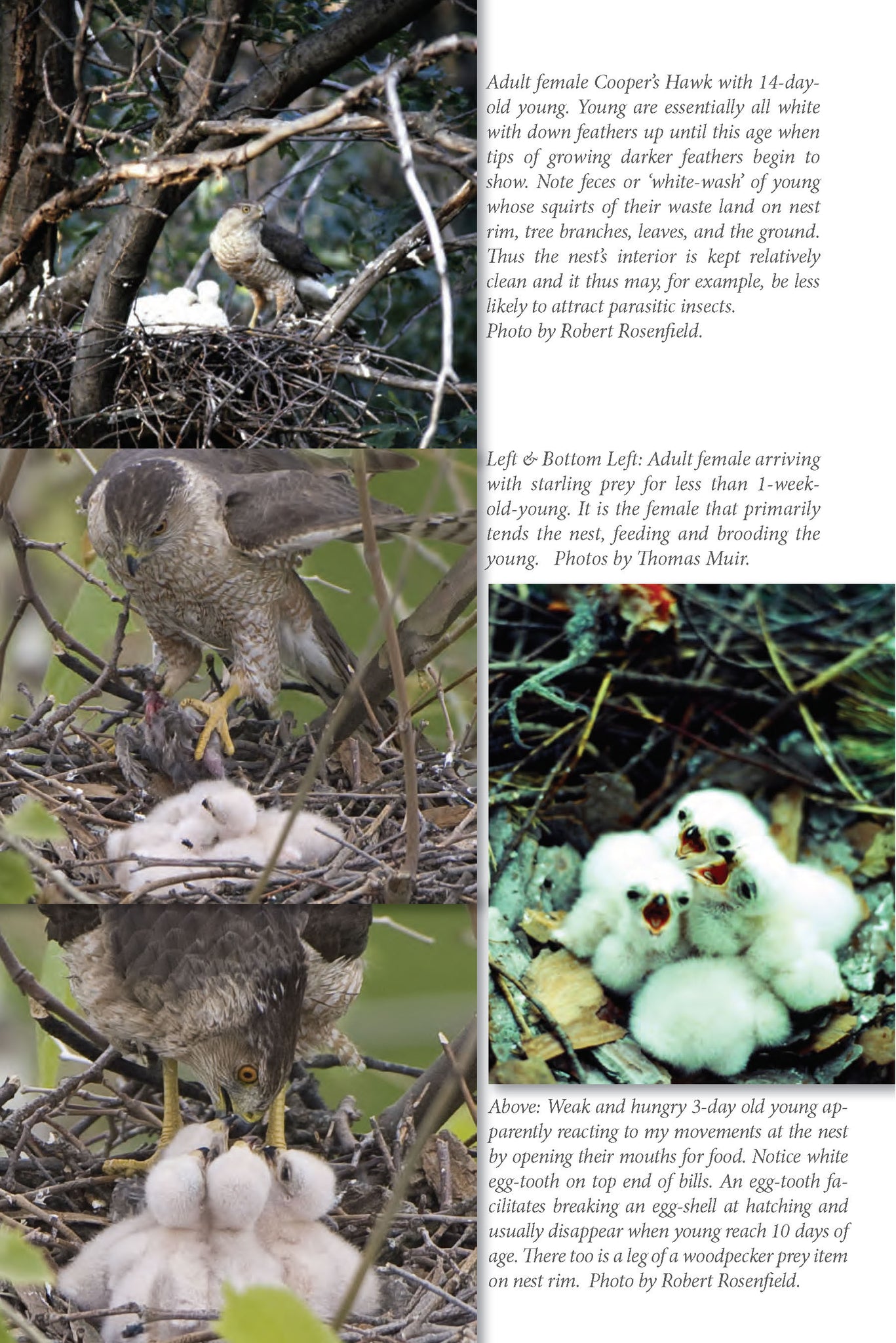 The Cooper's Hawk: breeding ecology & natural history of a winged huntsman