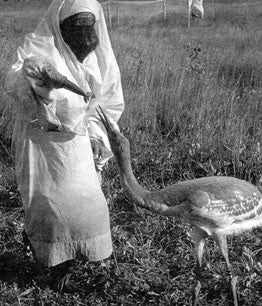 Cranes: their biology, husbandry & conservation