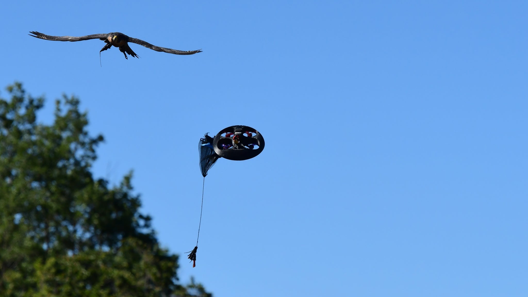 Modern Technologies Applied to Falconry & Reintroduction: the first high-tech training program for birds of prey