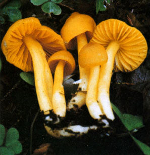 Guide to Eastern Mushrooms