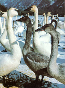 Fogswamp: living with swans in the wilderness