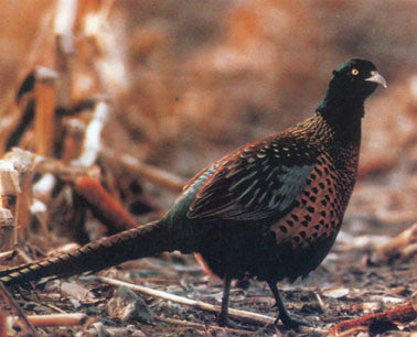 Game Bird Breeders Handbook: commercial & ornamental