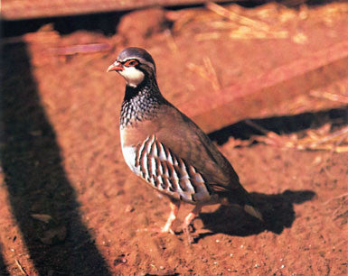 Game Bird Breeders Handbook: commercial & ornamental