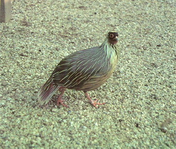 Game Bird Breeders Handbook: commercial & ornamental