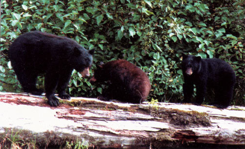 Great Bears of Hyder AK and Stewart BC: the word's greatest bear display that you can get to by car