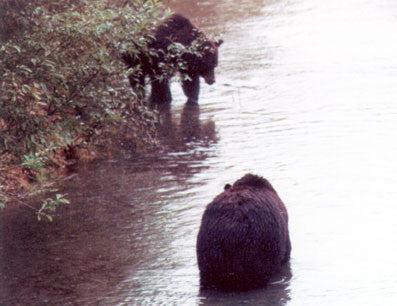 Great Bears of Hyder AK and Stewart BC: the word's greatest bear display that you can get to by car