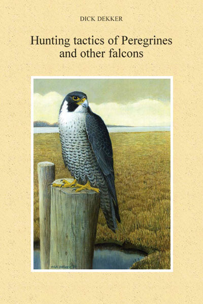 Hunting tactics of Peregrines and other falcons