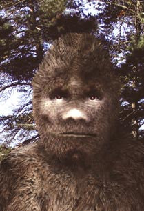 Know the Sasquatch/Bigfoot: sequel and update to meet the sasquatch