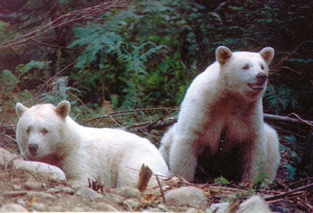 Magnificent Bears of North America: and where to find them