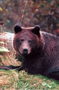Magnificent Bears of North America: and where to find them