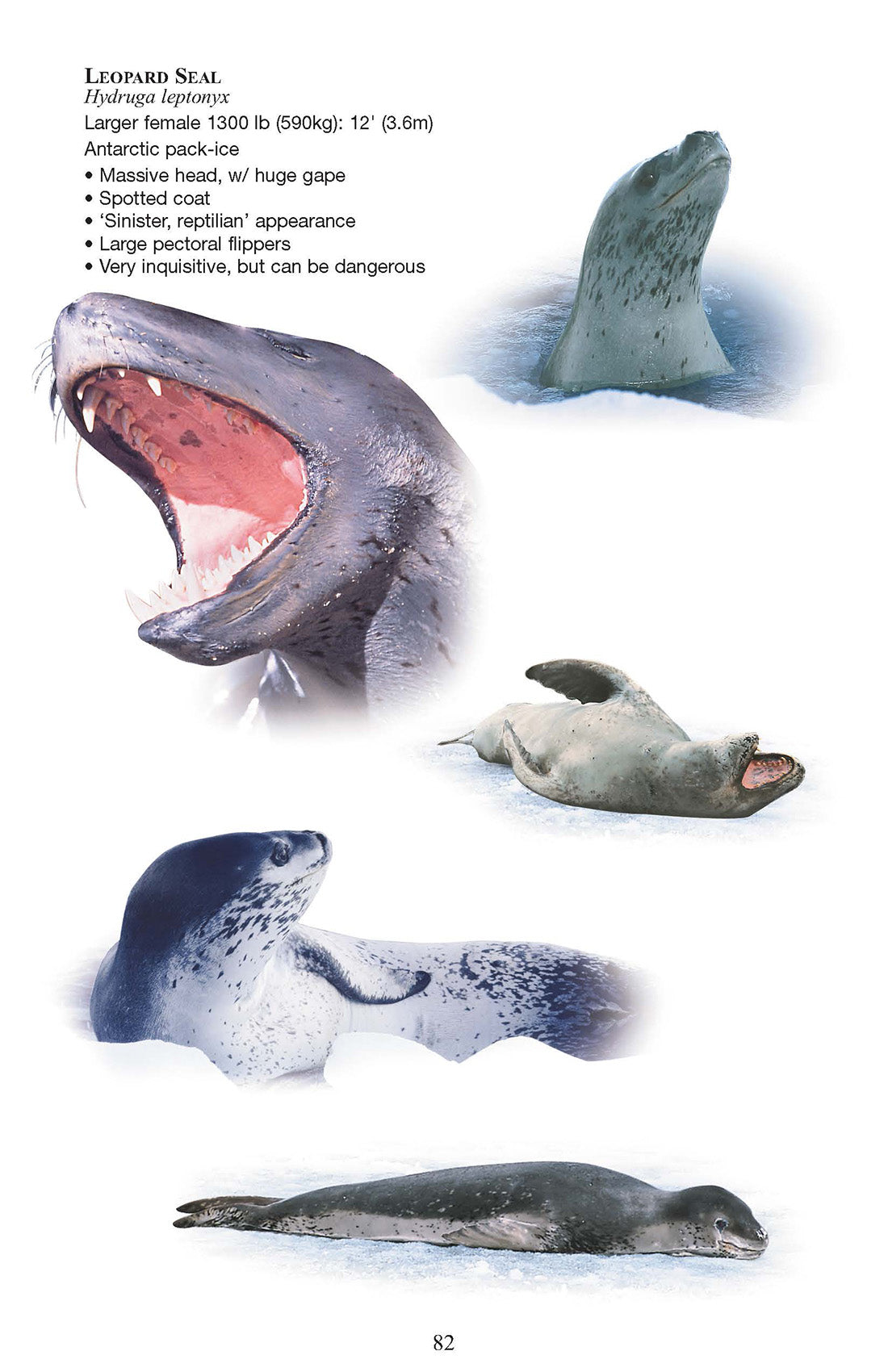 Birds and Mammals of the Antarctic, Subantarctic and Falkland Islands