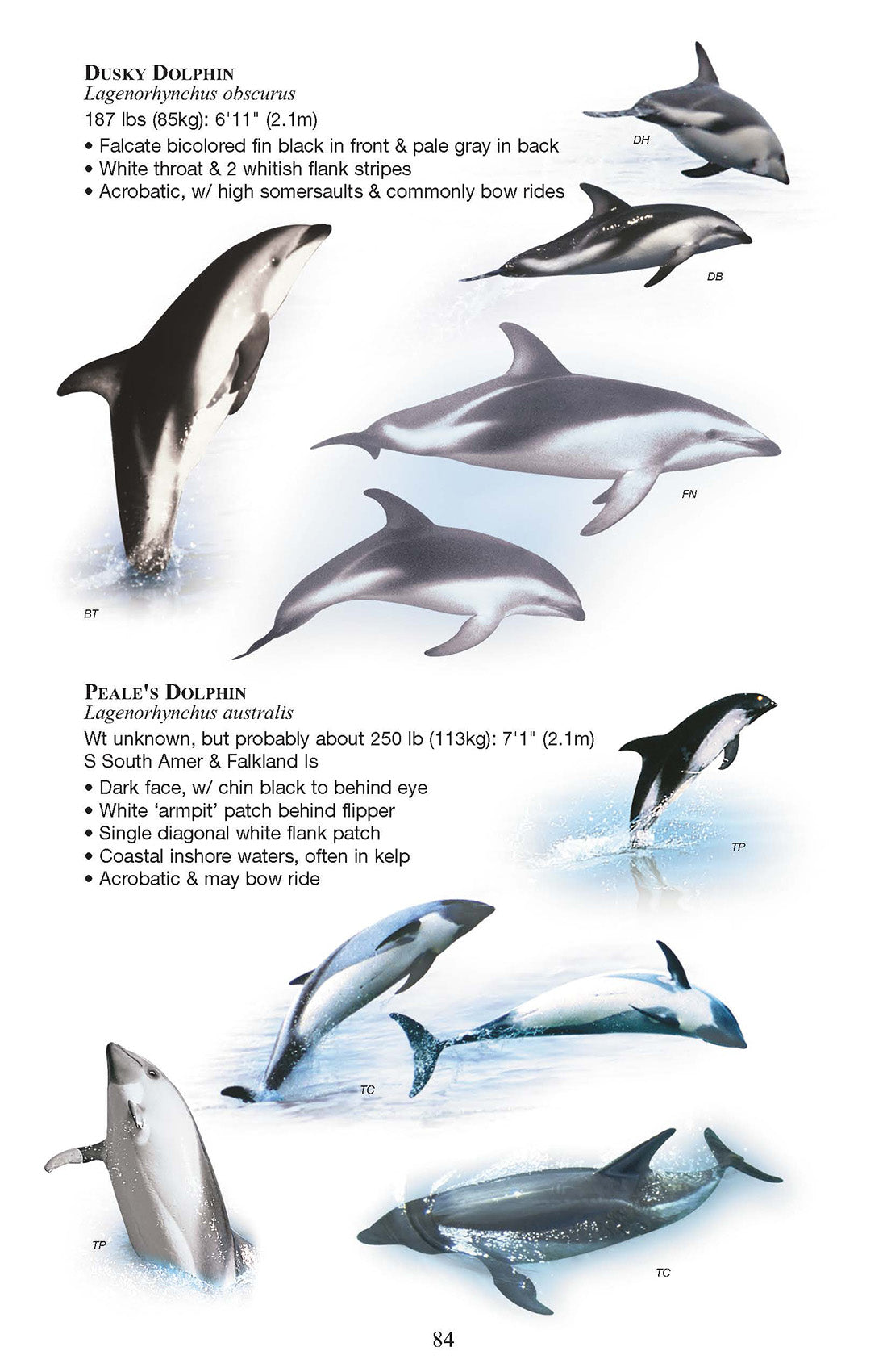 Birds and Mammals of the Antarctic, Subantarctic and Falkland Islands