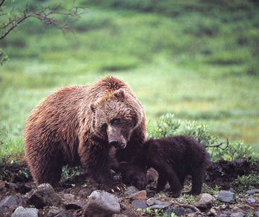 Mountain Grizzly