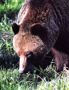 Mountain Grizzly