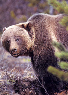 Mountain Grizzly