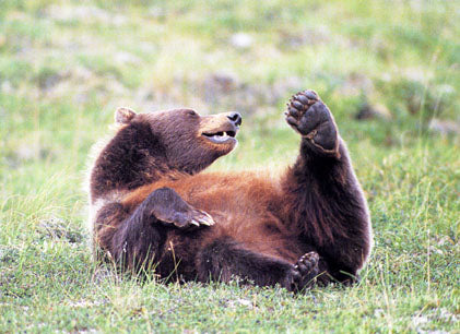 Mountain Grizzly