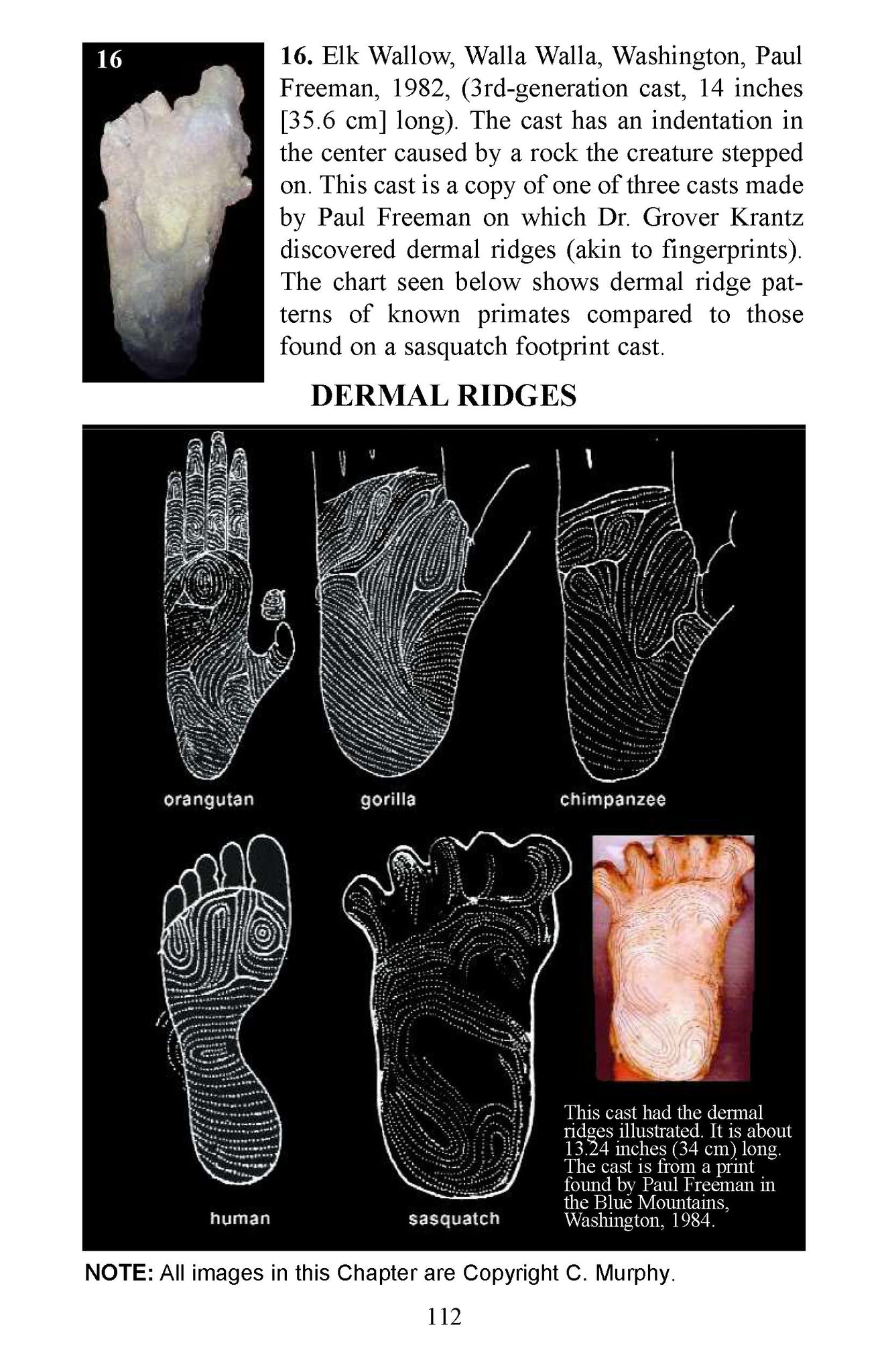 The Making of Hominology: a science whose time has come