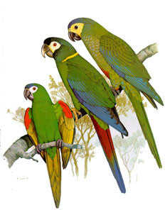 Parrots of the World