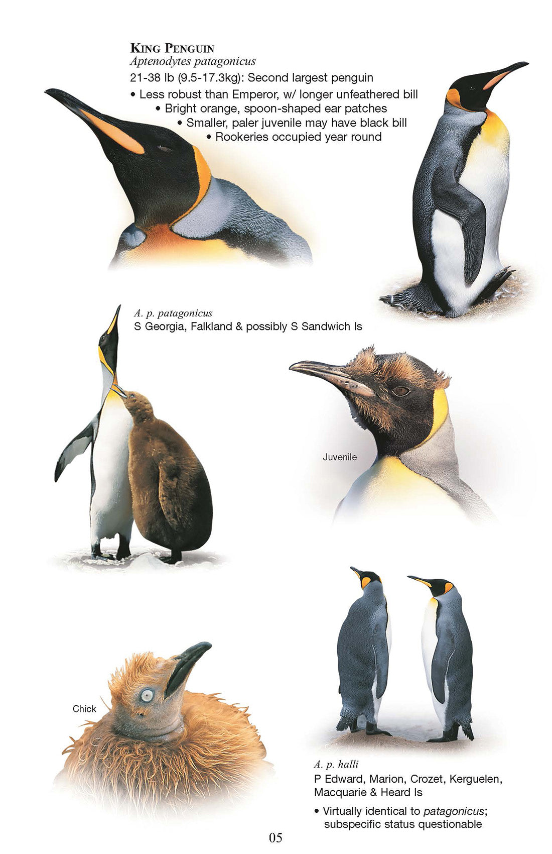 Birds and Mammals of the Antarctic, Subantarctic and Falkland Islands