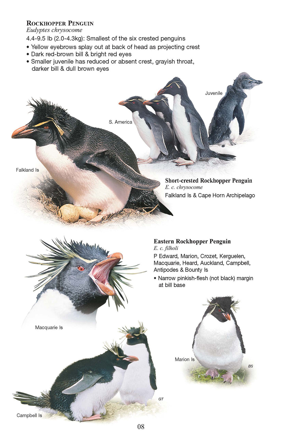 Birds and Mammals of the Antarctic, Subantarctic and Falkland Islands