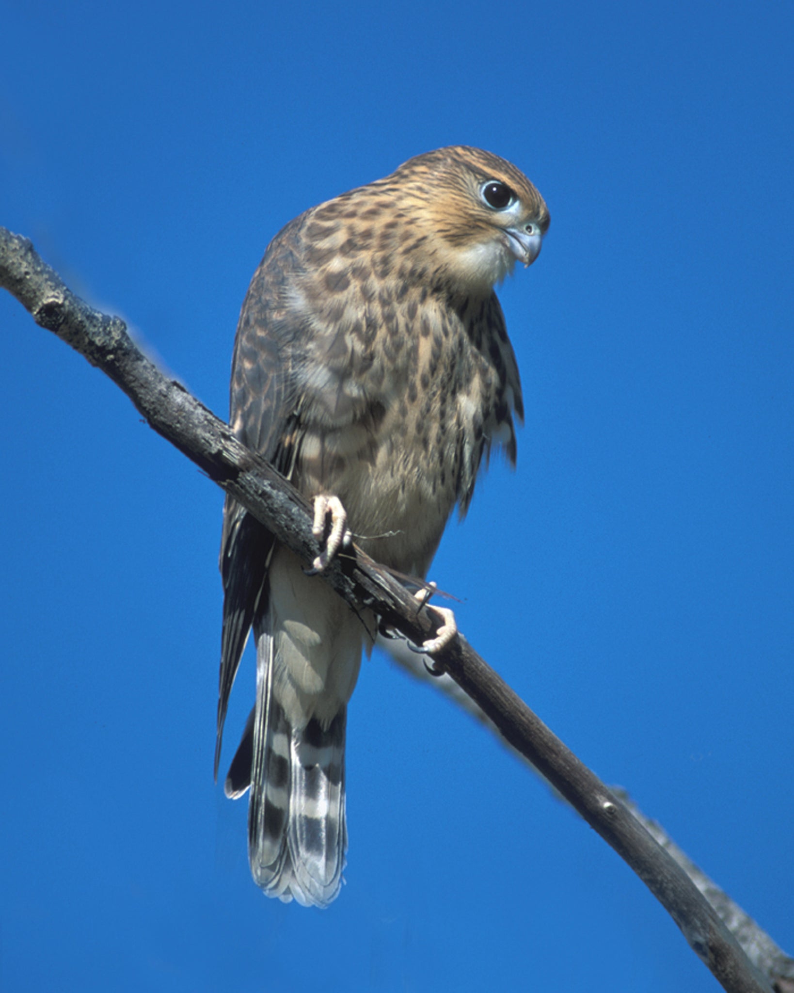 Stories of Predation: 60 Years of Watching Wildlife