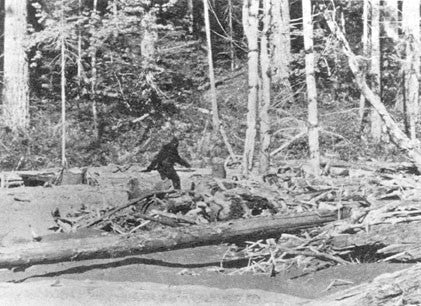 Sasquatch Bigfoot: the continuing mystery