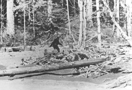 In Search of Giants: bigfoot-sasquatch encounters