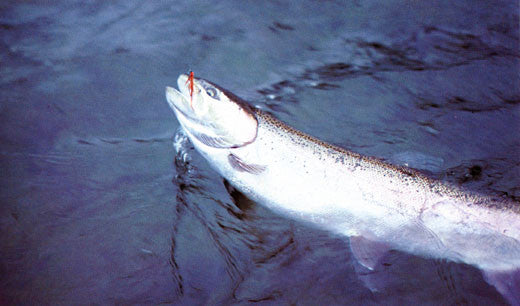 Steelhead: the supreme trophy trout