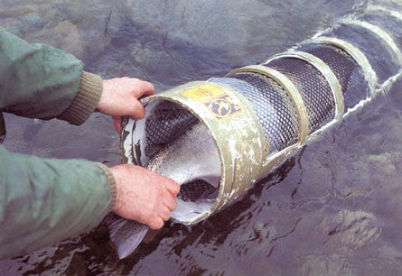 Steelhead: the supreme trophy trout