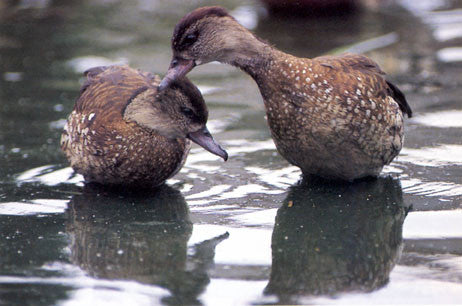 Waterfowl Care, Breeding and Conservation