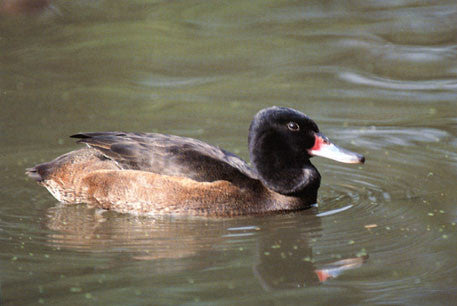 Waterfowl Care, Breeding and Conservation