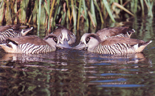 Waterfowl Care, Breeding and Conservation