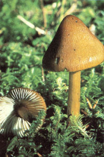 Guide to Western Mushrooms