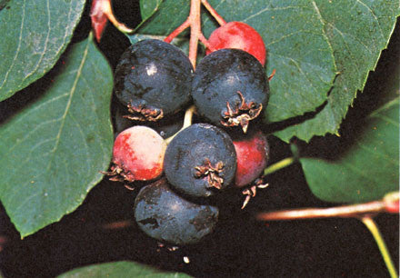 Northwestern Wild Berries