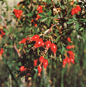 Northwestern Wild Berries