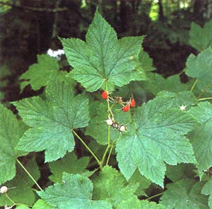 Wild Harvest: edible plants of the Pacific Northwest