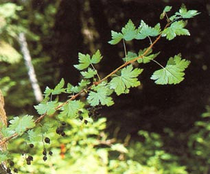 Wild Harvest: edible plants of the Pacific Northwest