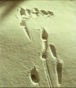 Wilderness Tracks