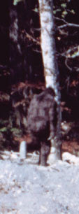 Bigfoot Film Controversy: the original Roger Patterson Book