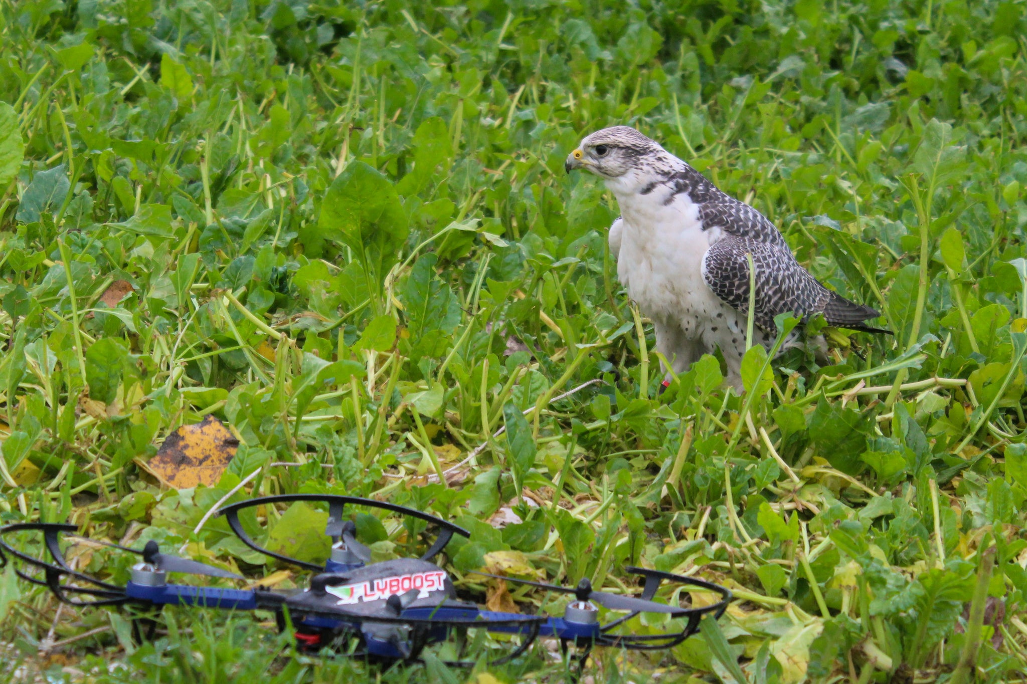 Modern Technologies Applied to Falconry & Reintroduction: the first high-tech training program for birds of prey