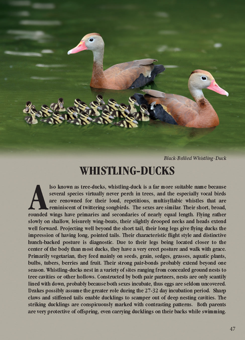 North American Ducks, Geese & Swans: identification guide