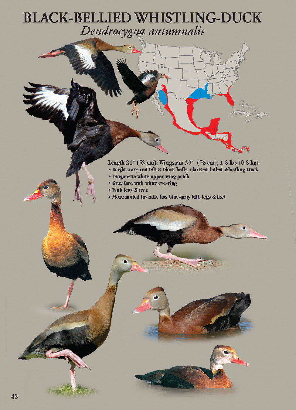 North American Ducks, Geese & Swans: identification guide