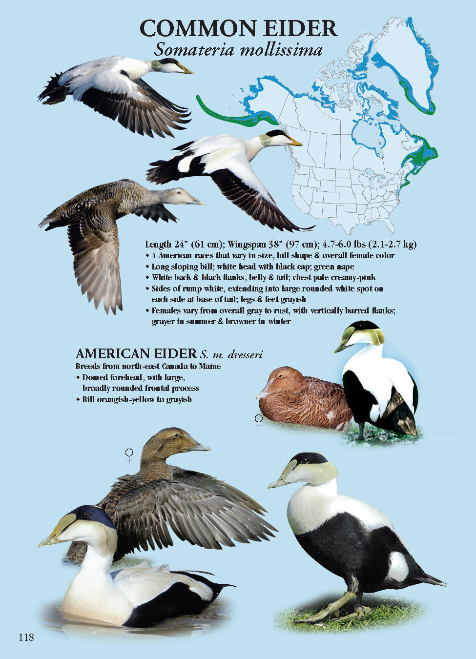 North American Ducks, Geese & Swans: identification guide