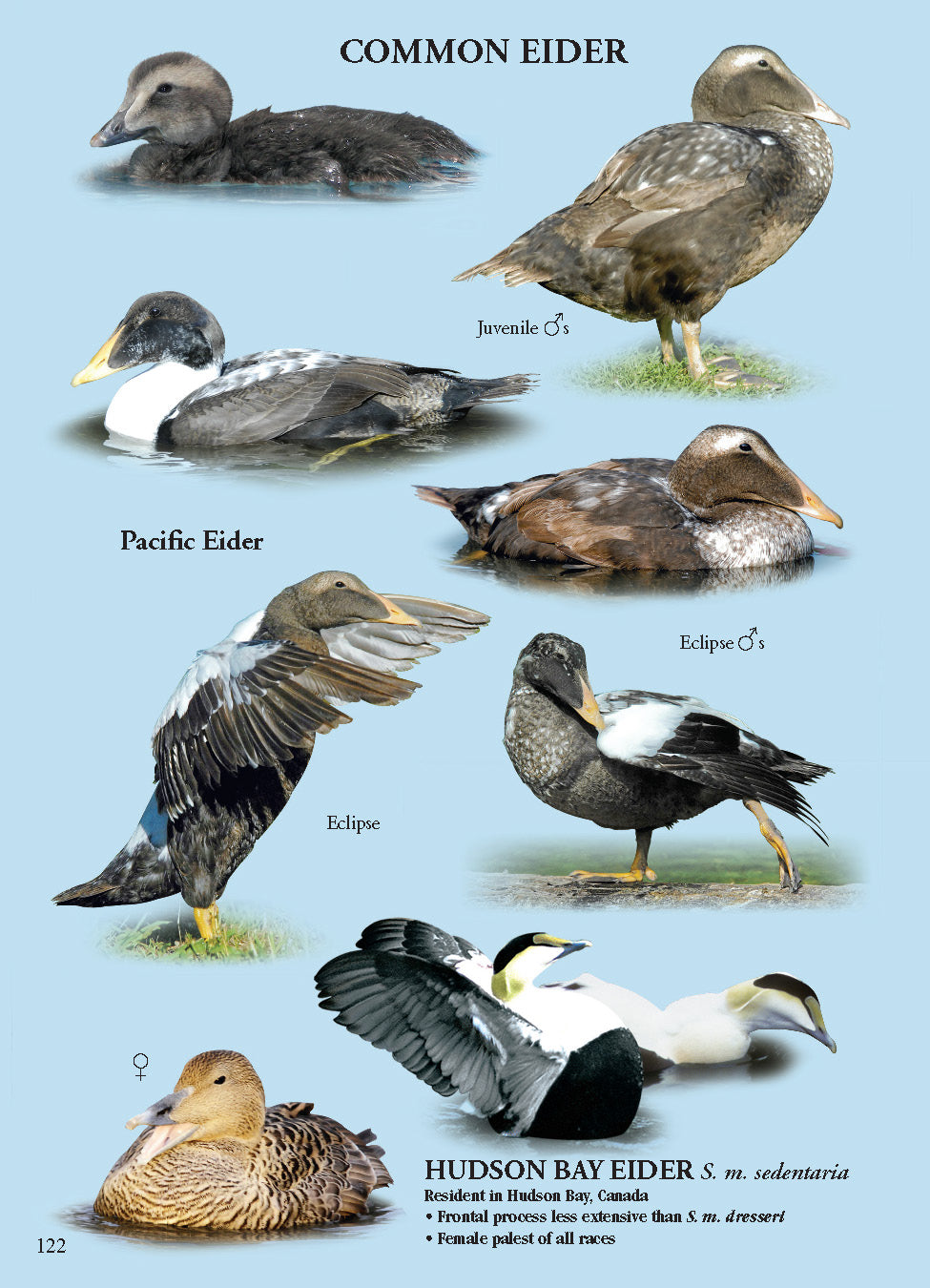 North American Ducks, Geese & Swans: identification guide