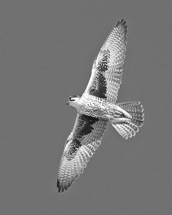 Hunting tactics of Peregrines and other falcons