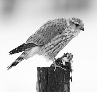 Hunting tactics of Peregrines and other falcons