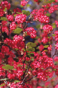 Northwest Dryland Wildflowers: of the sagebrush & ponderosa