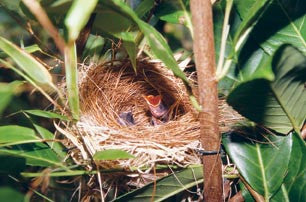 Pekin Robins and Small Softbills: management & breeding