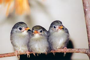 Pekin Robins and Small Softbills: management & breeding